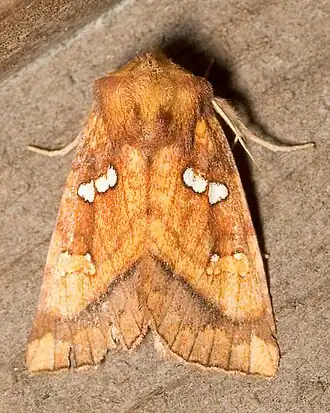 Papaipema lysimachiae