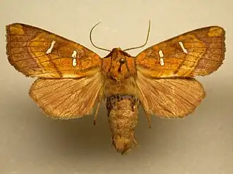 Papaipema speciosissima