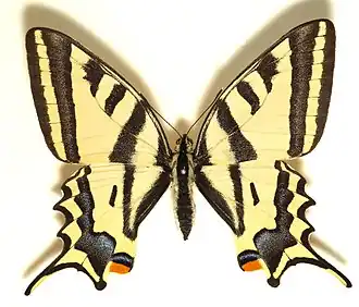 Papilio alexanorZuidelijke koninginnenpage