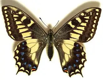 Papilio hospitonCorsicaanse koninginnenpage