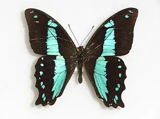 Papilio chrapkowskii