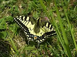 Papilio machaonKoninginnenpage