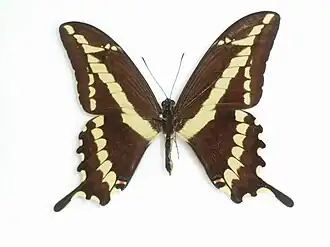 Papilio paeon