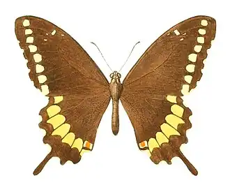 Papilio caiguanabus
