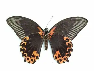 Papilio deiphobus