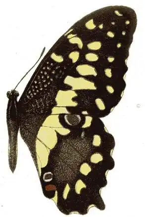 Papilio erithonioides