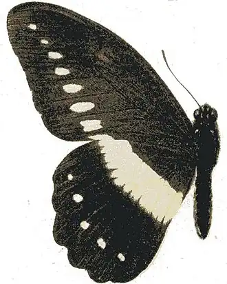 Papilio jacksoni