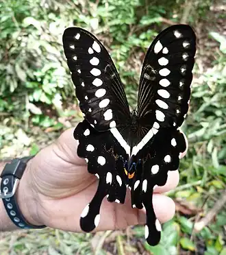 Papilio lormieri
