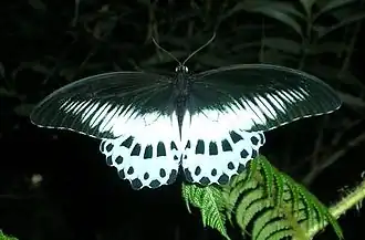 Papilio polymnestor