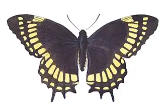 Papilio scamander