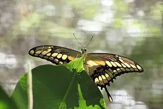 Papilio thoas