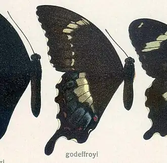 Papilio godeffroyi