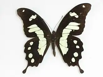 Papilio horribilis