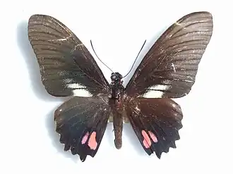 Papilio hyppason
