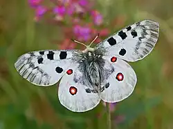 Parnassius apolloApollovlinder