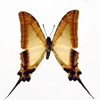 Protographium leucaspis