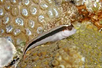 Parablennius serratolineatus