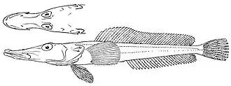 Parachaenichthys georgianus