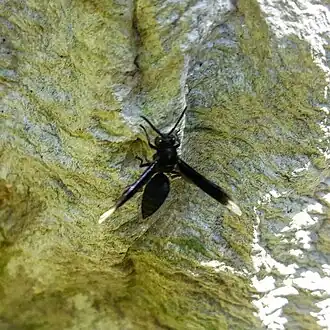 Parachartergus apicalis