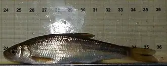 Parachondrostoma miegii