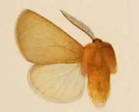Paracles aurantiaca