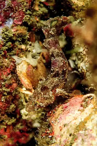 Paraclinus spectator