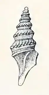 Paracomitas augusta