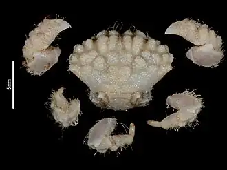 Paractaea excentrica