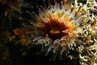 Paracyathus stearnsii