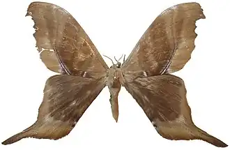 Paradaemonia terrena