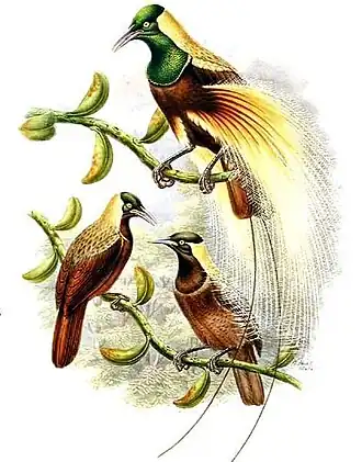 Keizer Wilhelms paradijsvogel