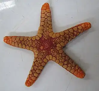 Paraferdina sohariae