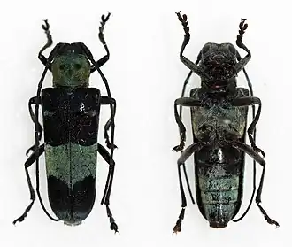 Paraglenea transversefasciata