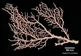 Paragorgia coralloides