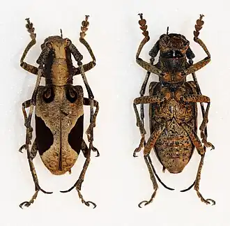 Paraleprodera diophthalma