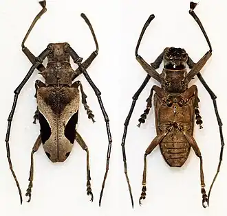 Paraleprodera crucifera