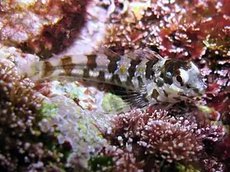 Lipophrys trigloides