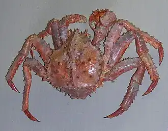 Paralithodes platypus