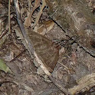 Parallelia bistriaris