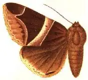 Parallelia expediens