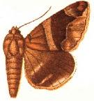 Parallelia vitiensis