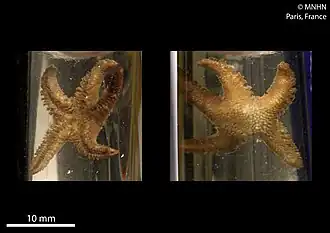 Paralophaster antarcticus