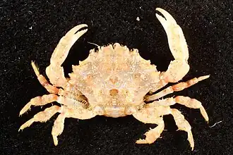 Paramedaeus octogesimus