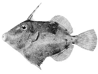 Paramonacanthus choirocephalus