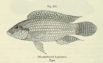 Parananochromis