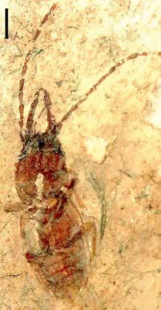 Parandrexidae