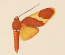 Paranerita triangularis