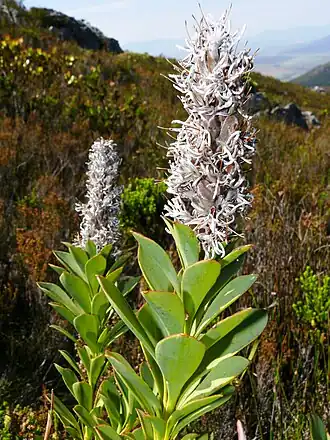 Paranomus sceptrum-gustavianus