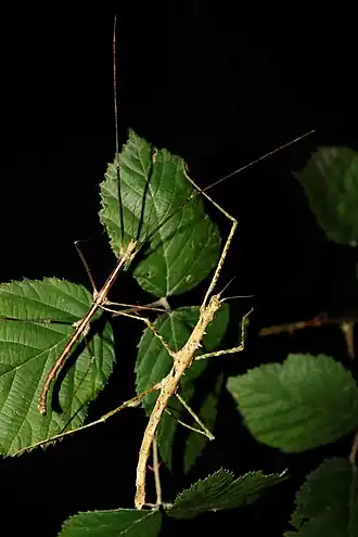 Parapachymorpha spiniger