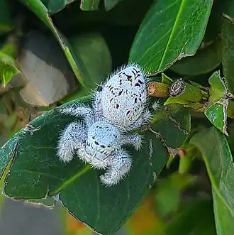 Paraphidippus fartilis